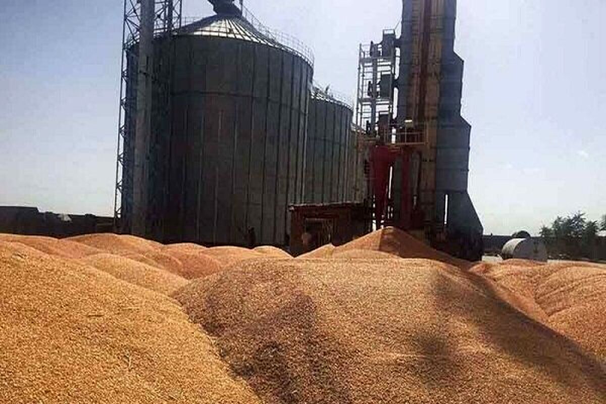 ماجرای وجود ذرت فاسد و رفت‌وبرگشت‌های رسانه‌ای + جزئیات