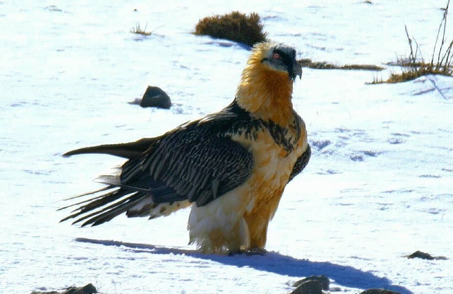 مستند , سینمای ایران , یوزپلنگ ایرانی , 