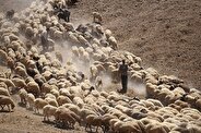 کشف ۱۴۷ راس دام قاچاق پیش از خروج در مرز ارومیه