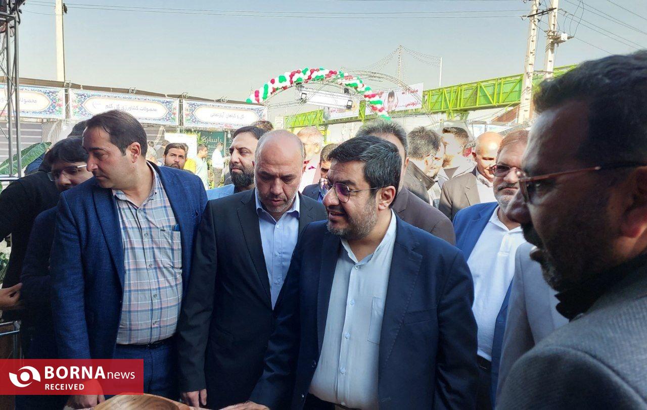 برگزاری اولین جشنواره برداشت گل کلم در بخش کهریزک