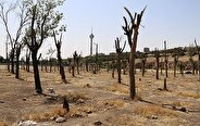 خشک شدن ۱۲ هزار درخت در سه بوستان جنگلی پایتخت