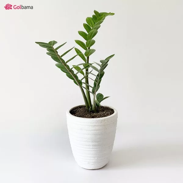 معارفه گیاه های آپارتمانی با کم ترین مقدار نیاز به نور و آب_خبرخوان 7 گیاهان آپارتمانی مقاوم به نور و آب کم