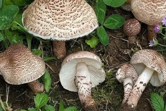 تاثیر مصرف قارچ برای محافظت در برابر انواع بیماری‌های عفونی