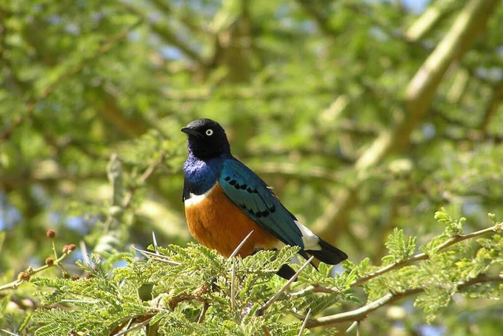  همکاری متقابل در حیوانات