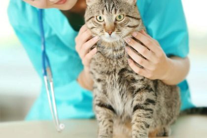 درمان‌های آماده با سلول‌های بنیادی برای حیوانات خانگی در راه است!