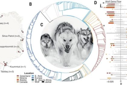قدیمی‌ترین نژاد سگ اهلی