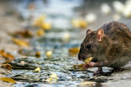 جولان موش‌ها در پایتخت