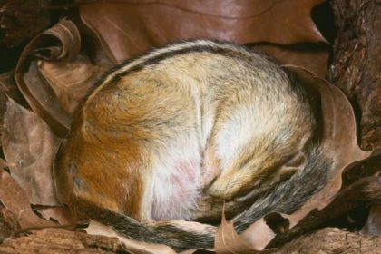 ابرقدرت‌های خواب زمستانی در انسان