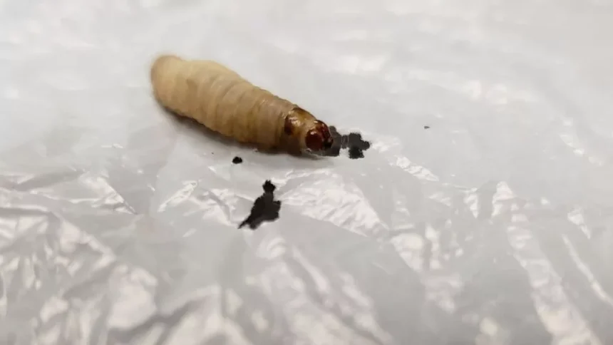 کرم‌های پلاستیک‌خوار