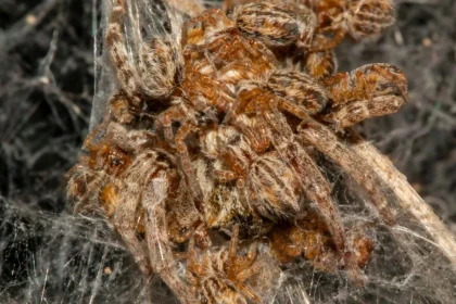 بچه‌ها مادر خود را زنده‌زنده می‌خورند! + ویدیو