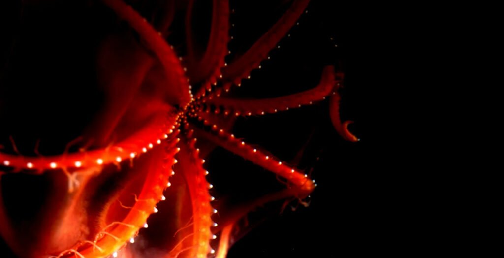 1756772458 391 9 عکس شگفت‌انگیز از دنیای درخشان و مرموز اعماق اقیانوس خبرخوان