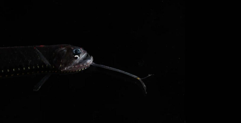 1756772458 837 9 عکس شگفت‌انگیز از دنیای درخشان و مرموز اعماق اقیانوس خبرخوان