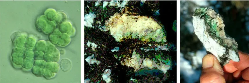 یک میکروب می‌تواند با تبدیل خاک مریخ به اکسیژن نویدبخش حیات باشد