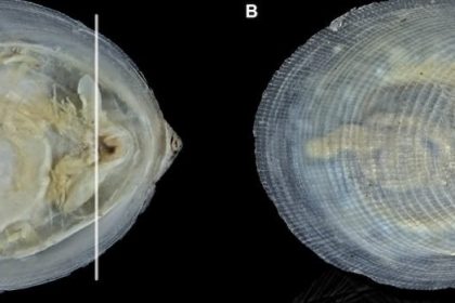کشف گونه دریایی جدید