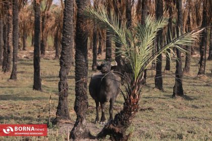 همایش ملی خرما؛ آزمون بزرگ دولت در حمایت از کشاورزی صادرات‌محور و نجات یک میراث