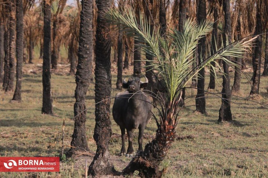 همایش ملی خرما؛ آزمون بزرگ دولت در حمایت از کشاورزی صادرات‌محور و نجات یک میراث