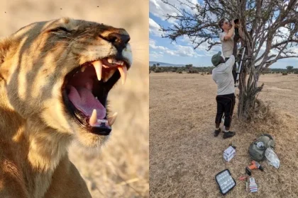 نوع جدید غرش شیرها