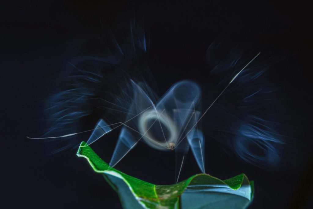 1763769314 988 برندگان جایزه عکاسی Nature inFocus سال ۲۰۲۵ اشکار شدند خبرخوان