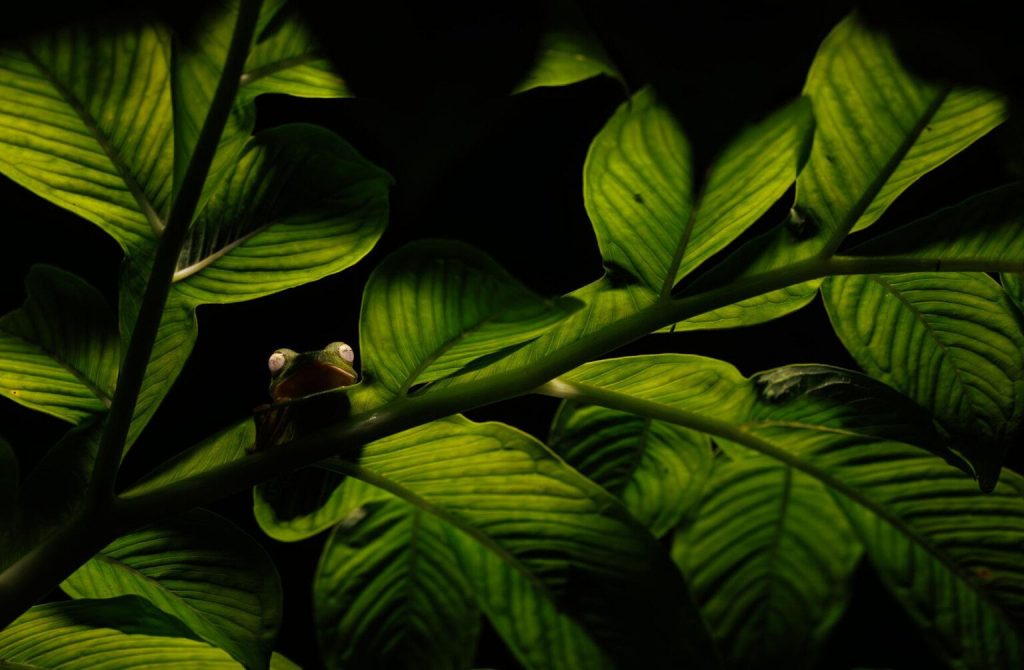 1763769315 590 برندگان جایزه عکاسی Nature inFocus سال ۲۰۲۵ اشکار شدند خبرخوان