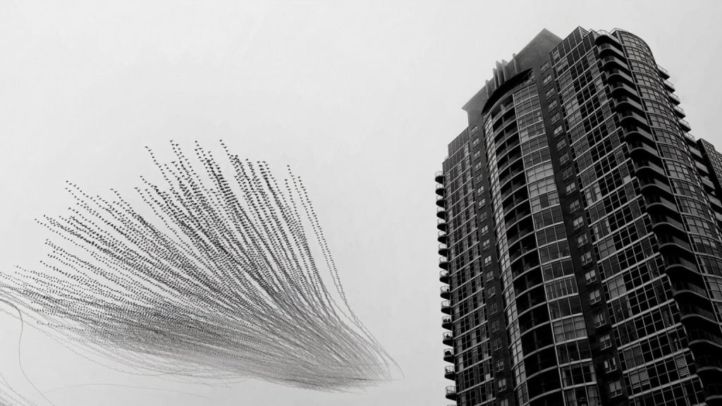 1763769315 937 برندگان جایزه عکاسی Nature inFocus سال ۲۰۲۵ اشکار شدند خبرخوان