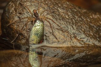 برندگان جایزه عکاسی Nature inFocus سال ۲۰۲۵ مشخص شدند