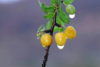 با خوردن این میوه جنگلی کمتر قولنج می‌کنید