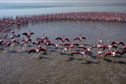 سینمای مستند , بحران آب ,