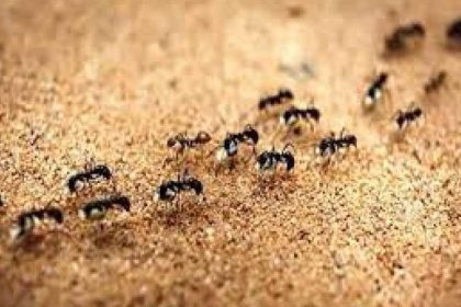 مورچه‌های جوان هنگام بیماری «درخواست مرگ» می‌کنند