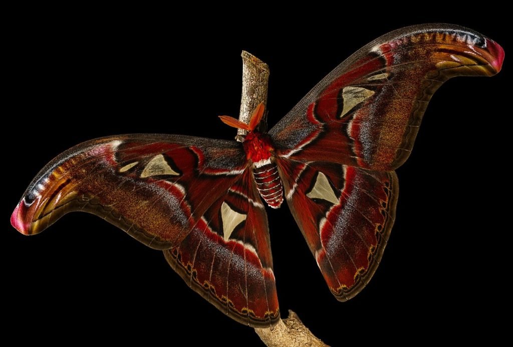 برندگان مسابقه عکاسی علمی انجمن سلطنتی ۲۰۲۵ اشکار شدند + گالری_خبرخوان 51 مسابقه عکاسی علمی انجمن سلطنتی ۲۰۲۵