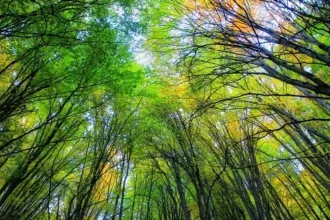 هشدار به یونسکو درباره وضعیت هیرکانی