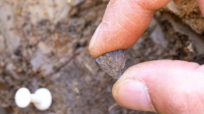 انسان‌ها 350 هزار سال زودتر از تصور قبلی ما آتش را مهار کردند